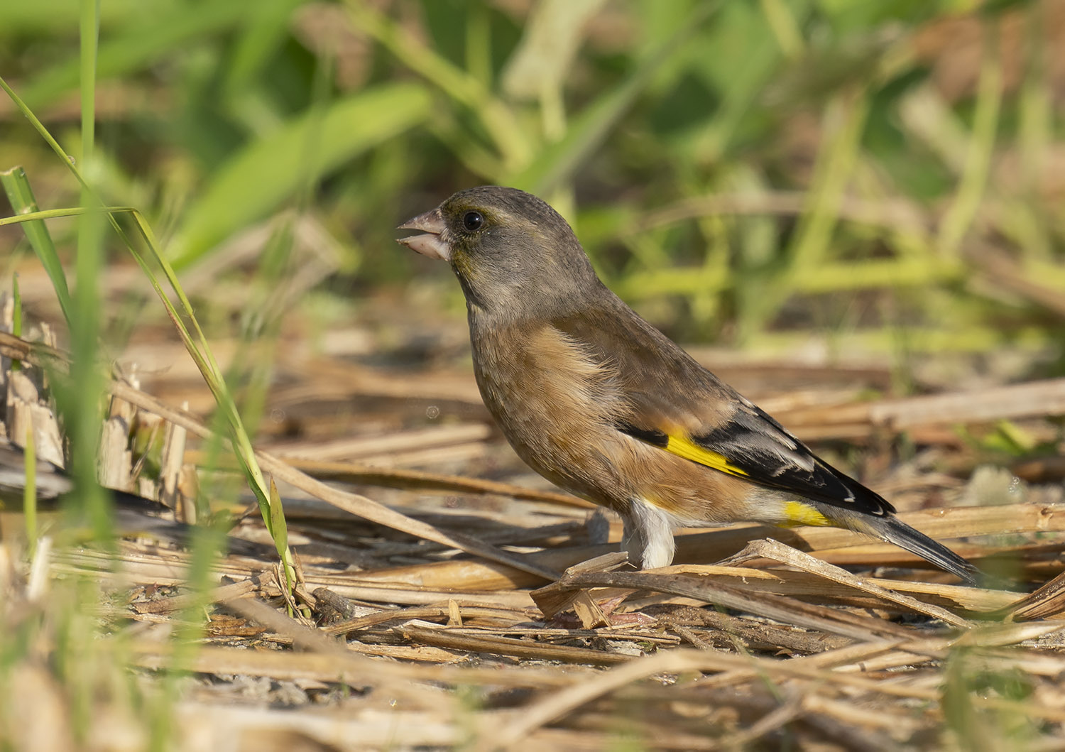 Grey-capped Greenfinch DSC05136.jpg