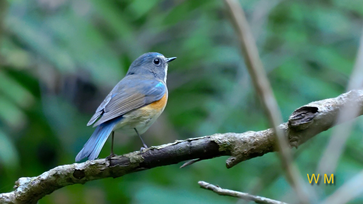 Red-flankedBluetail(M).jpg