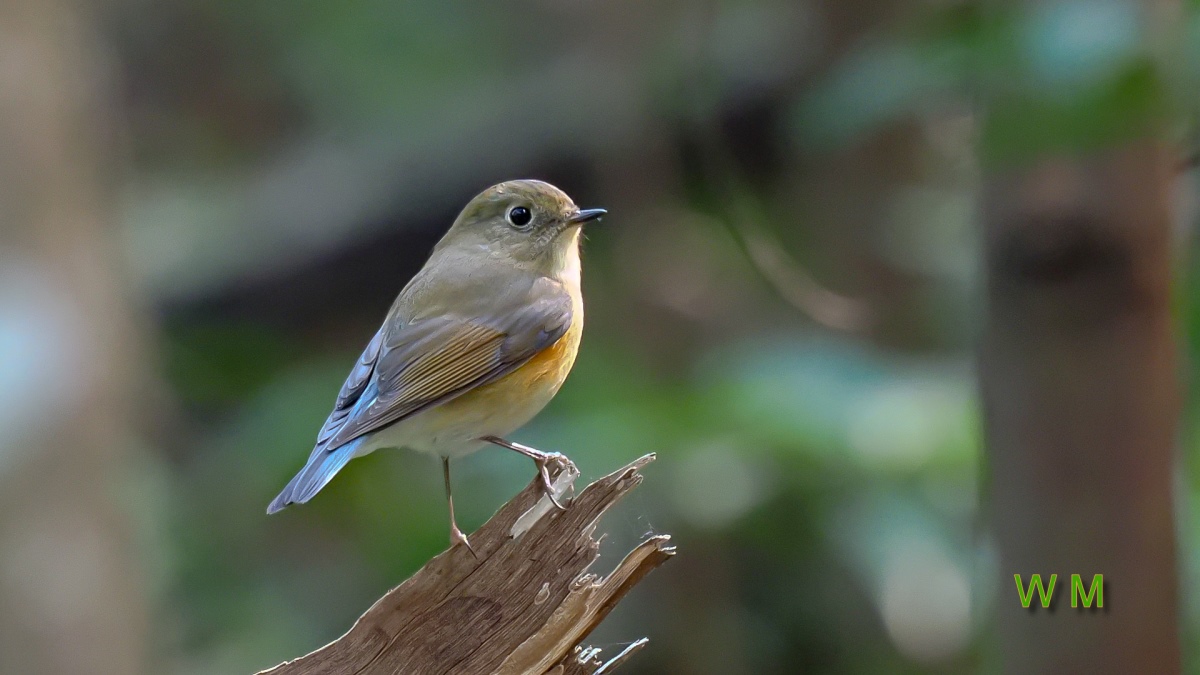 Red-flankedBluetail(F).jpg