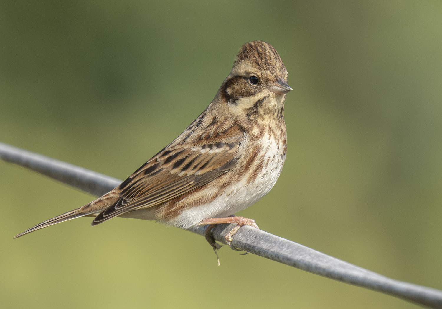 Rustic Bunting DSC01416.jpg