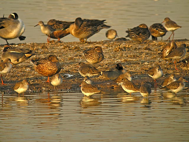 ducks.waders DSCN4027.jpg