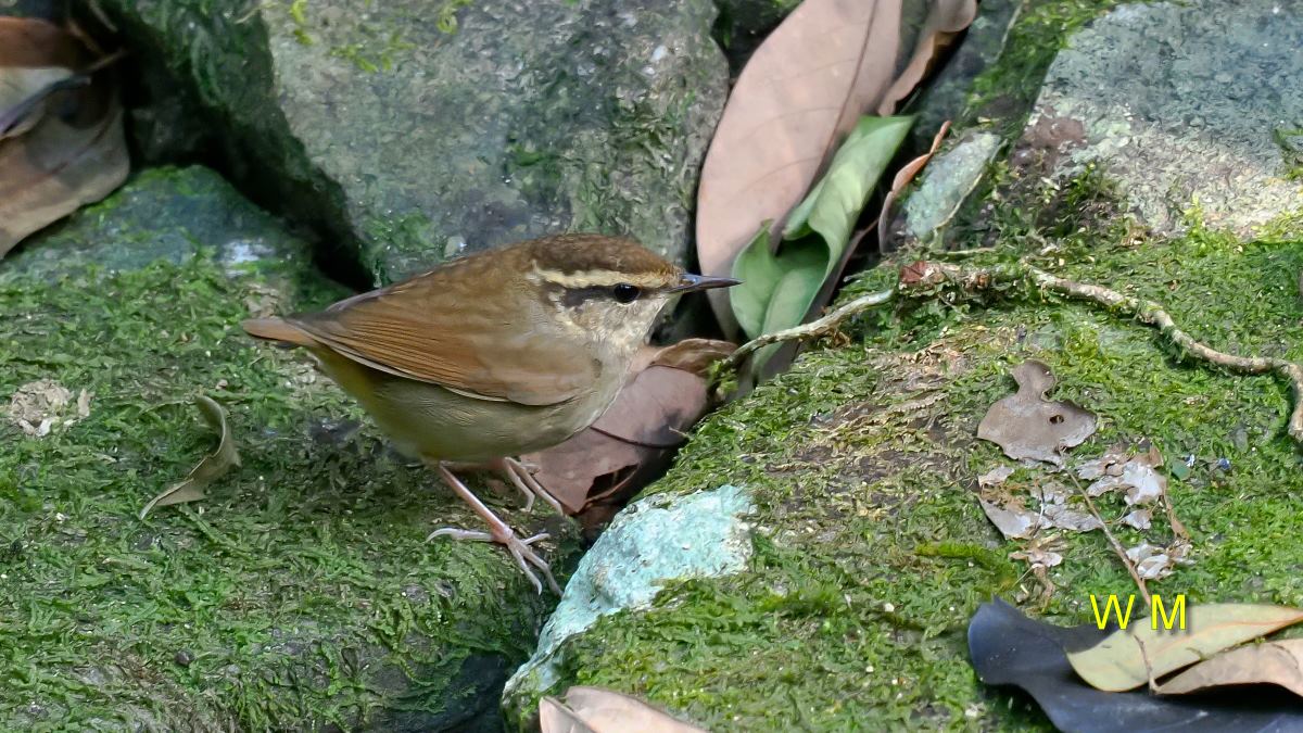 AsianStubtailWarbler3.jpg