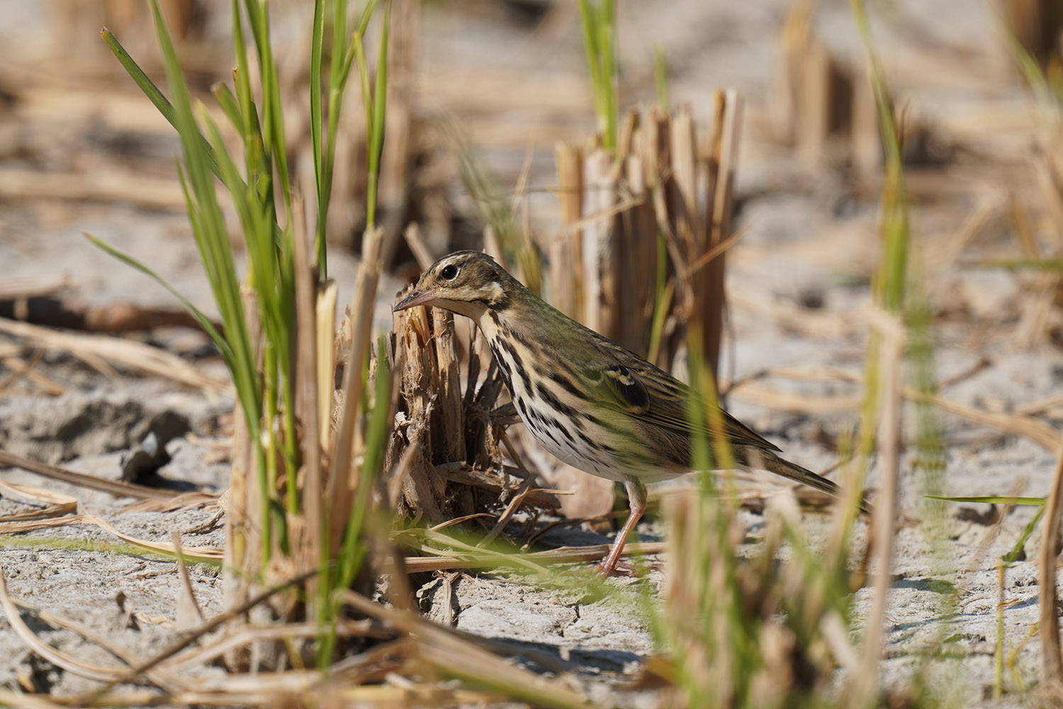 Pipit DSC01617.jpg