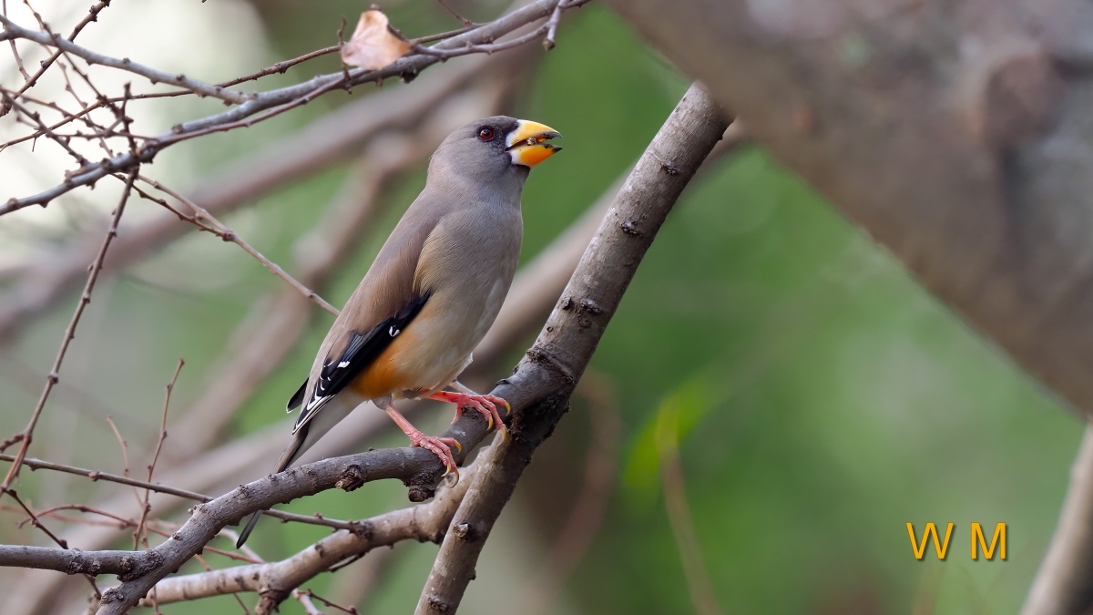 Yellow-billedGrosbeak(F)1.jpg