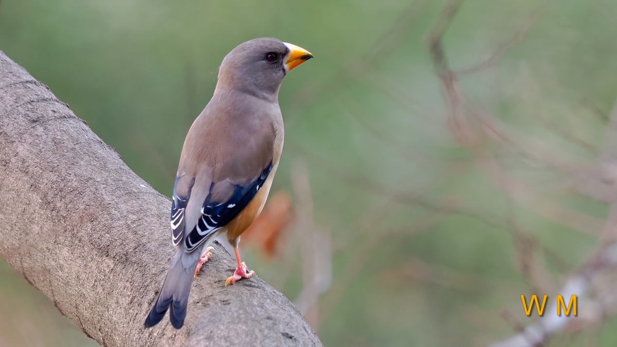 Yellow-billedGrosbeak(F)2.jpg