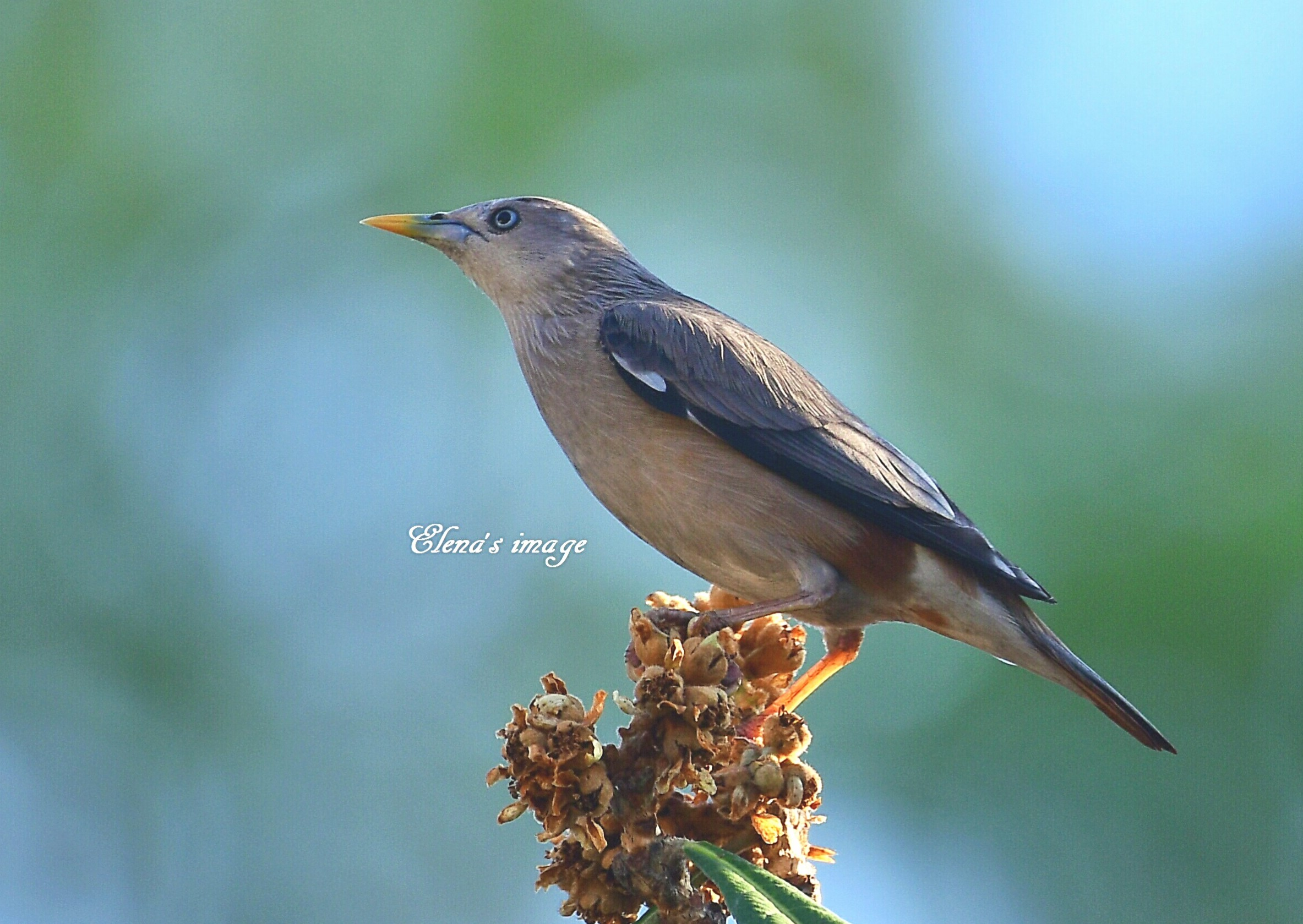 灰頭椋鳥3_26_12_2019_2019.JPG