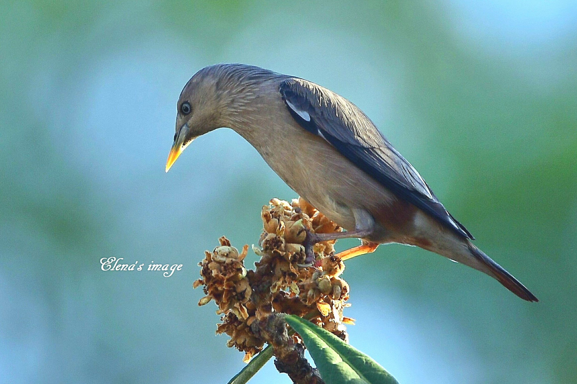 灰頭椋鳥26_12_2019.JPG