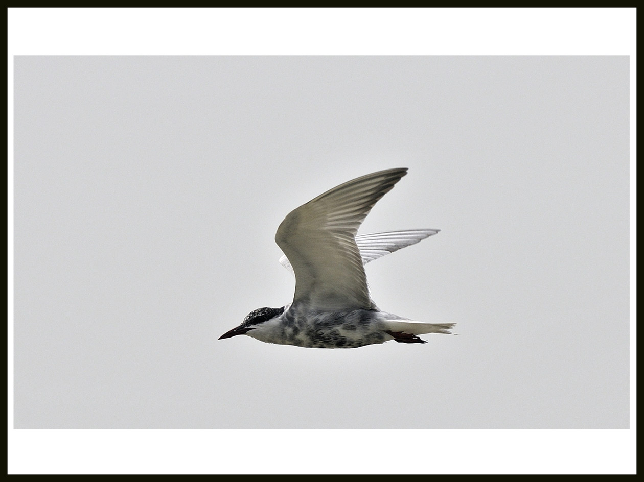 Whiskered Tern 4.jpg