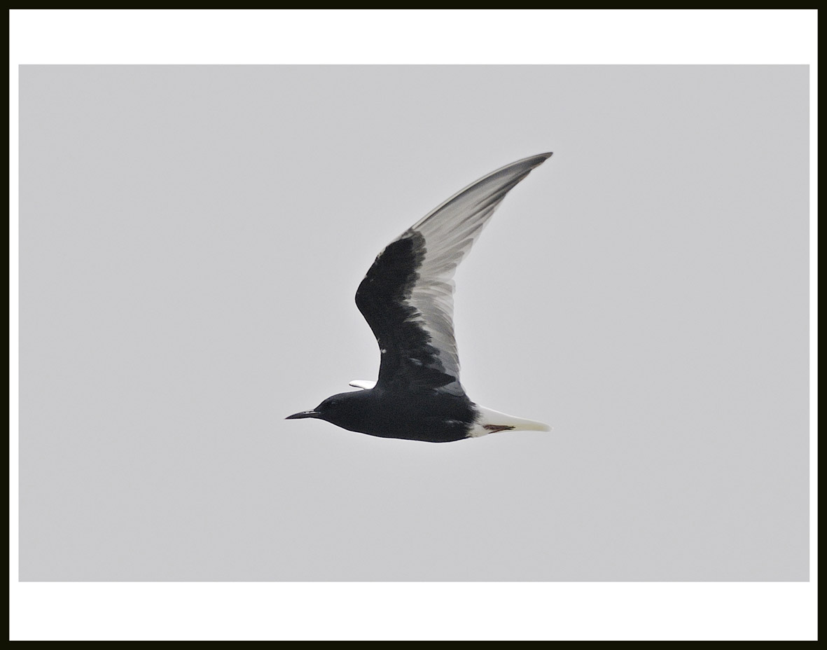 White-winged Tern 1.jpg