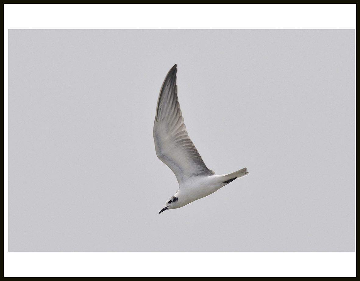 White-winged Tern 2.jpg