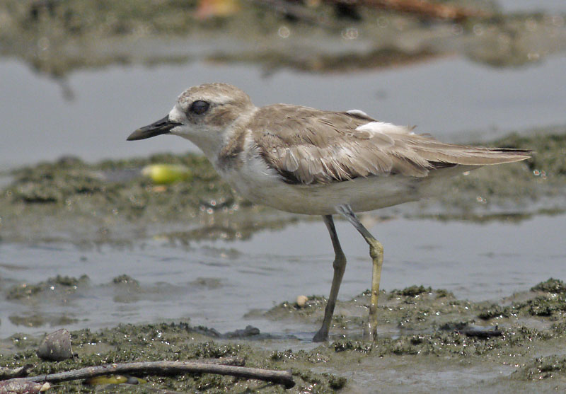 unknown plover_1450027.jpg