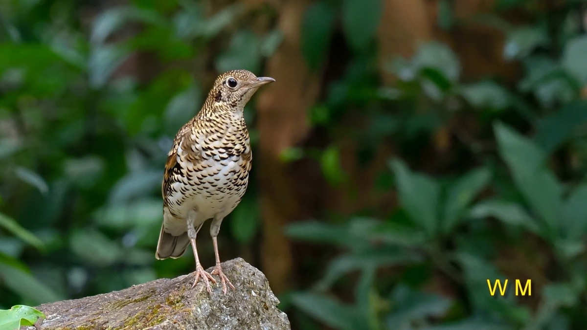 ScalyThrush1.jpg