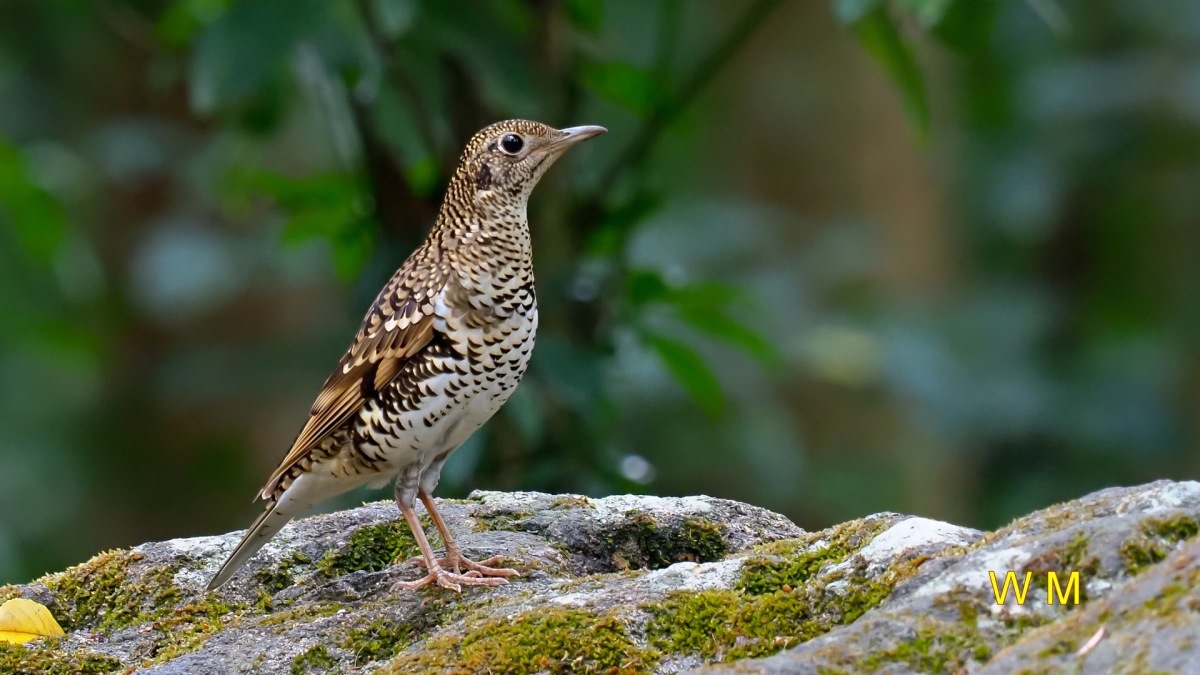 ScalyThrush2.jpg