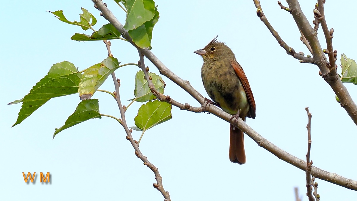 CrestedBunting2.jpg