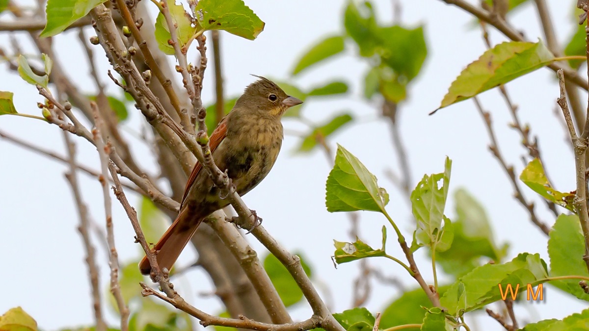 CrestedBunting4.jpg