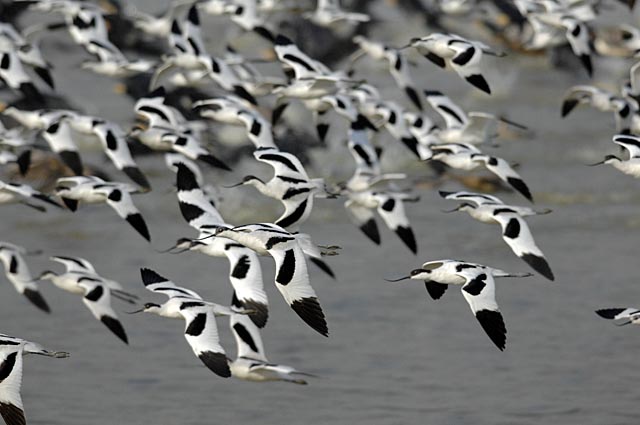 pied avocets.flight_DSC0297.jpg