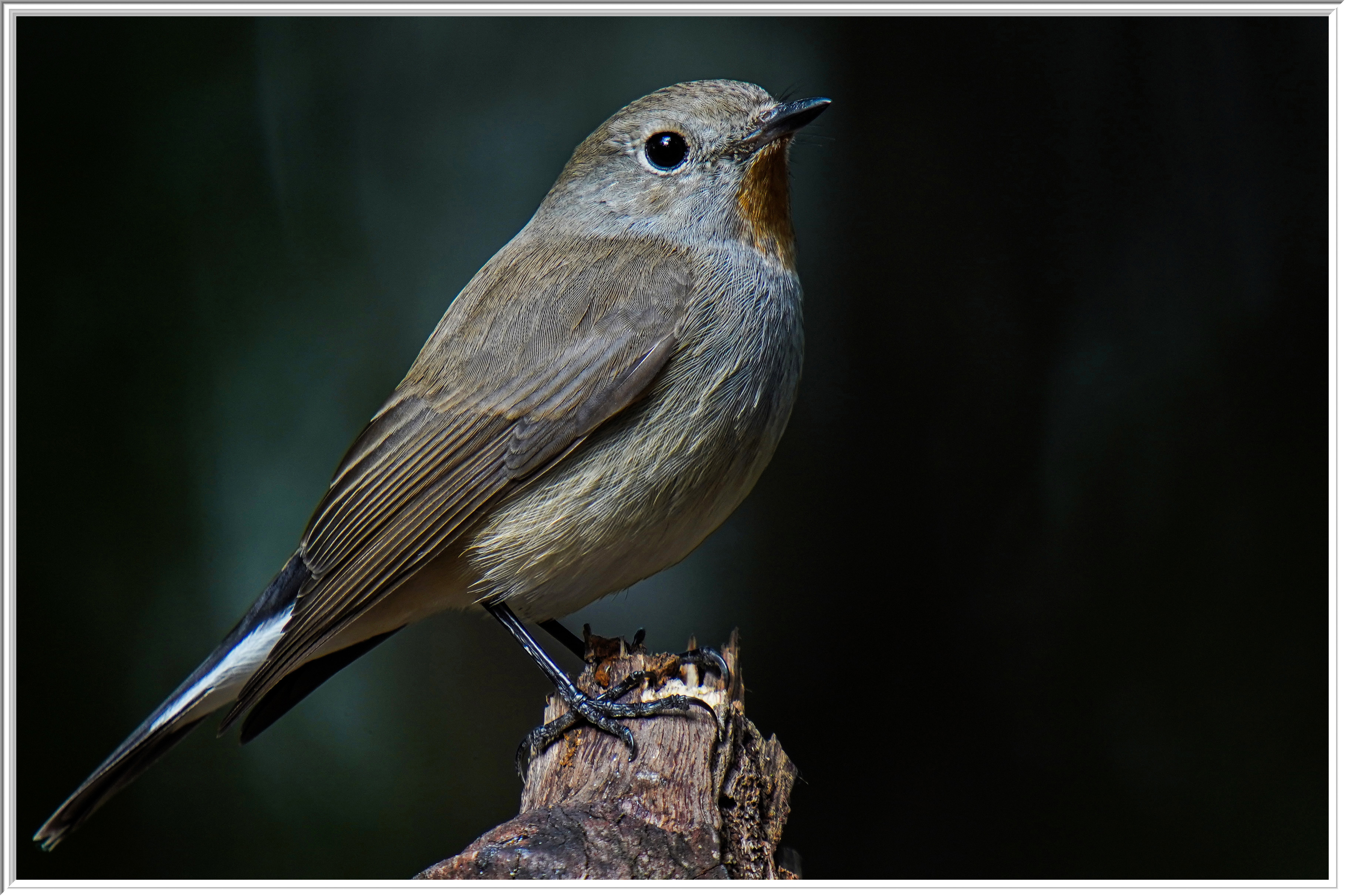 紅喉姬鶲 (Red-throated Flycatcher).jpg