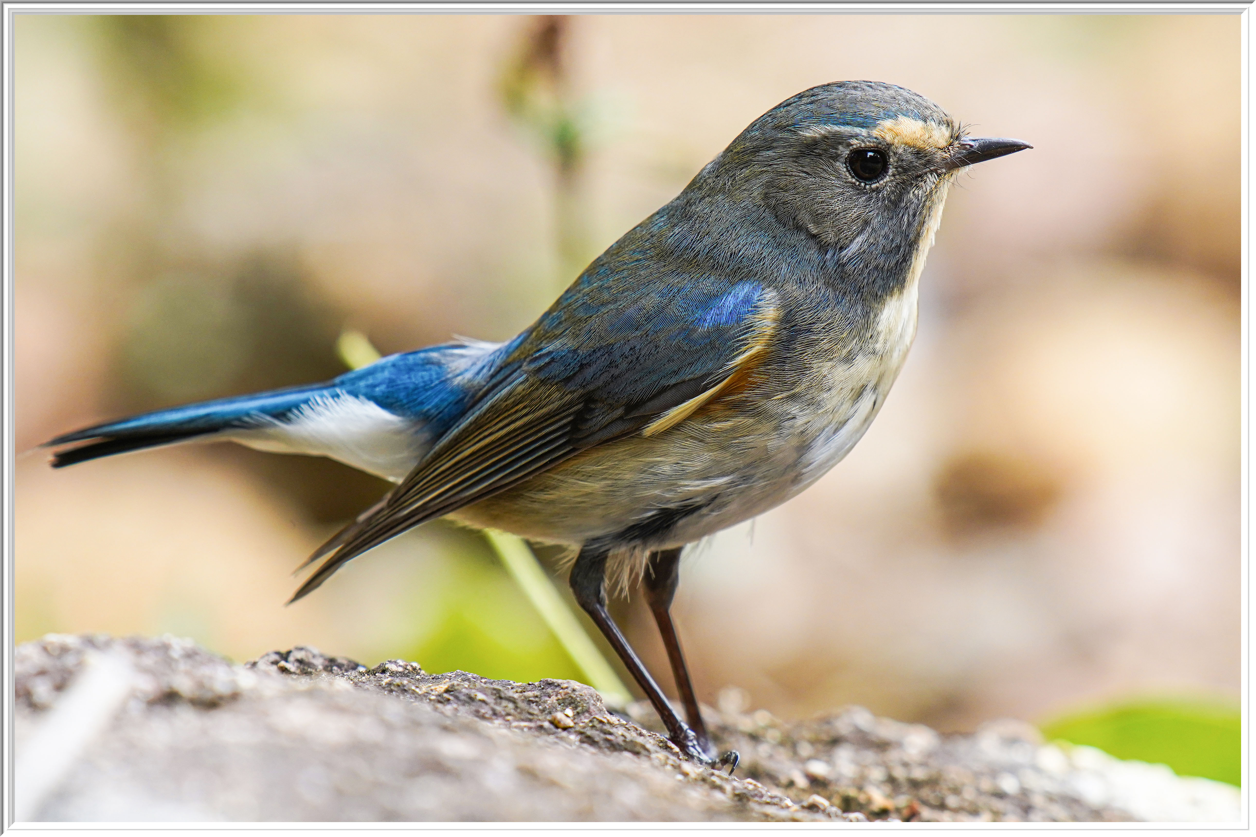 Red-flanked Bluetail - Shanghai Birding 上海观鸟