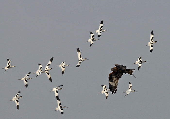 black kite.avocets _DSC0136.jpg