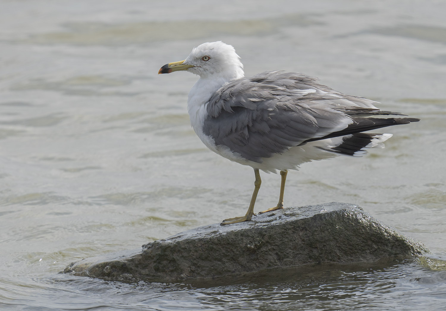 Black-Tailed Gull DSC00504.jpg