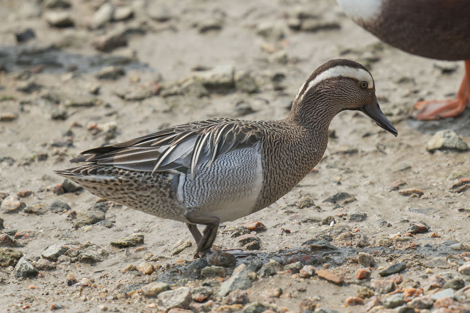 Garganey DSC02012.jpg