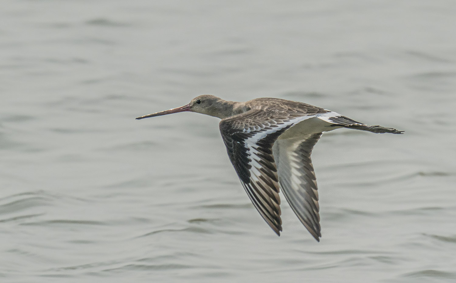 Black-tailed Godwit DSC01625.jpg