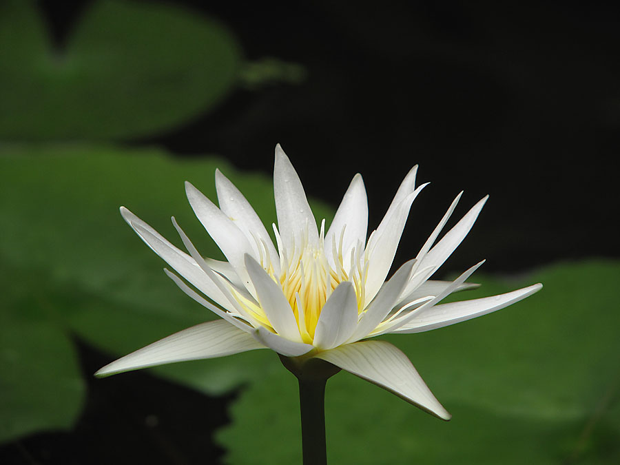 waterlily G10 scprx40mm 18.1mm IMG_0022.jpg