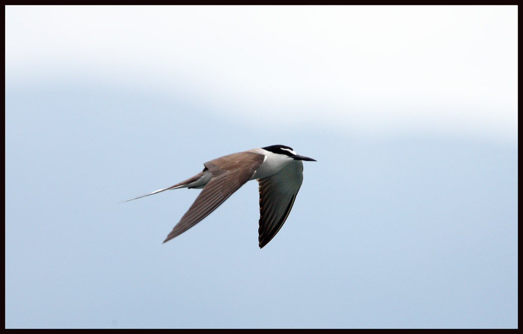 Bridled Tern 2.jpg