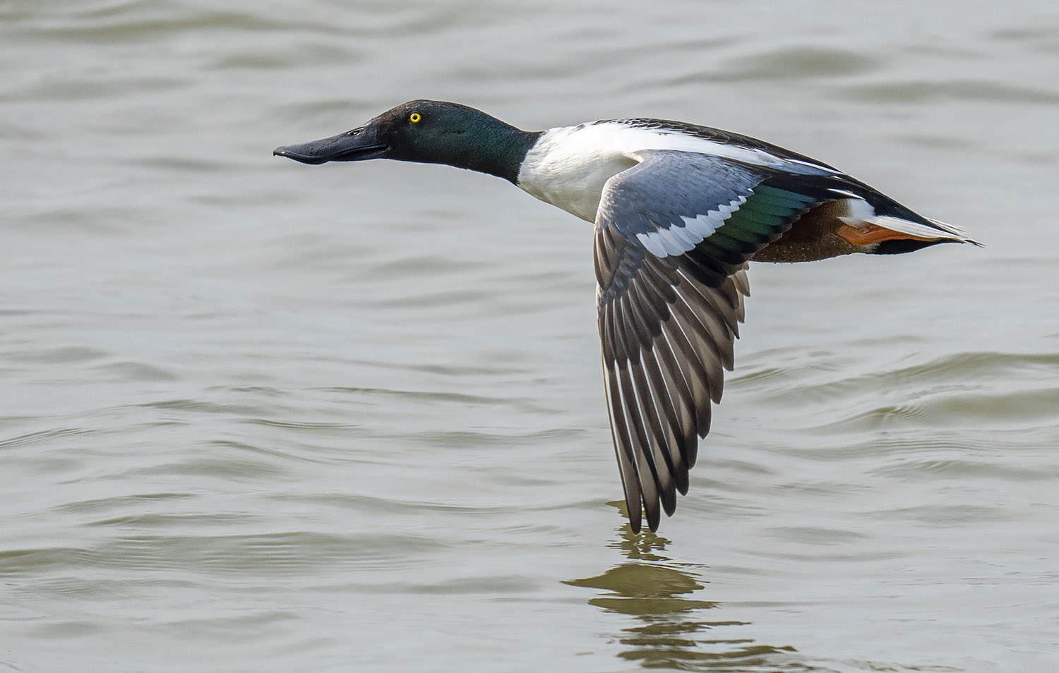 Northen Shoveler DSC01694.jpg