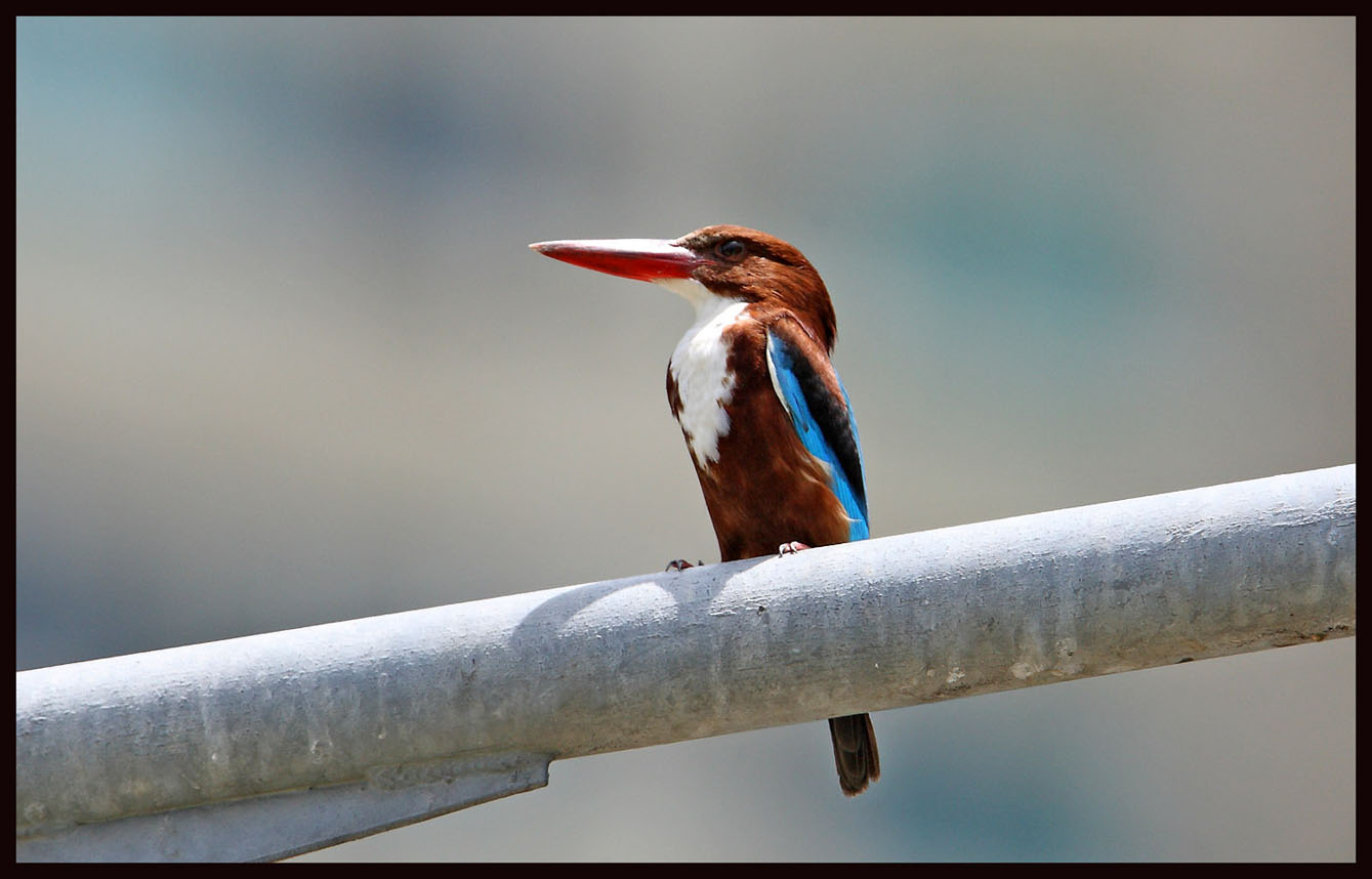 White-breasted kingfisher 2.jpg