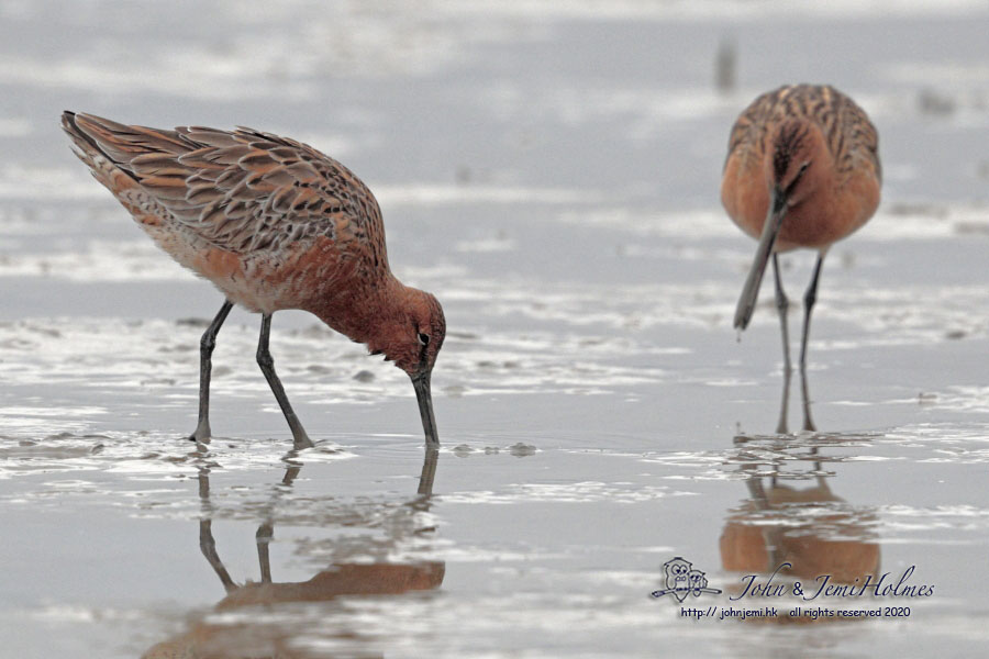 Dowitcher_CCC8678.JPG