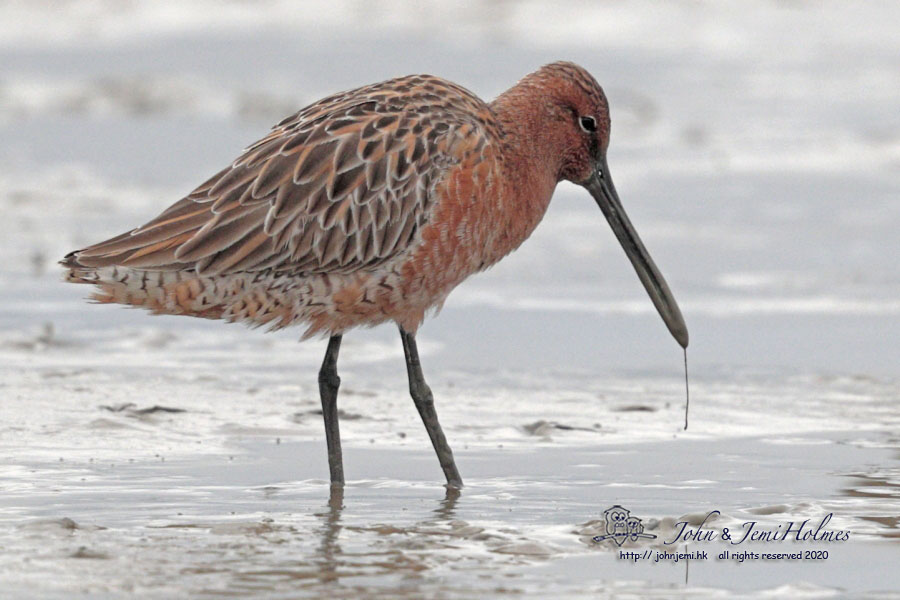 Dowitcher_CCC8662.JPG