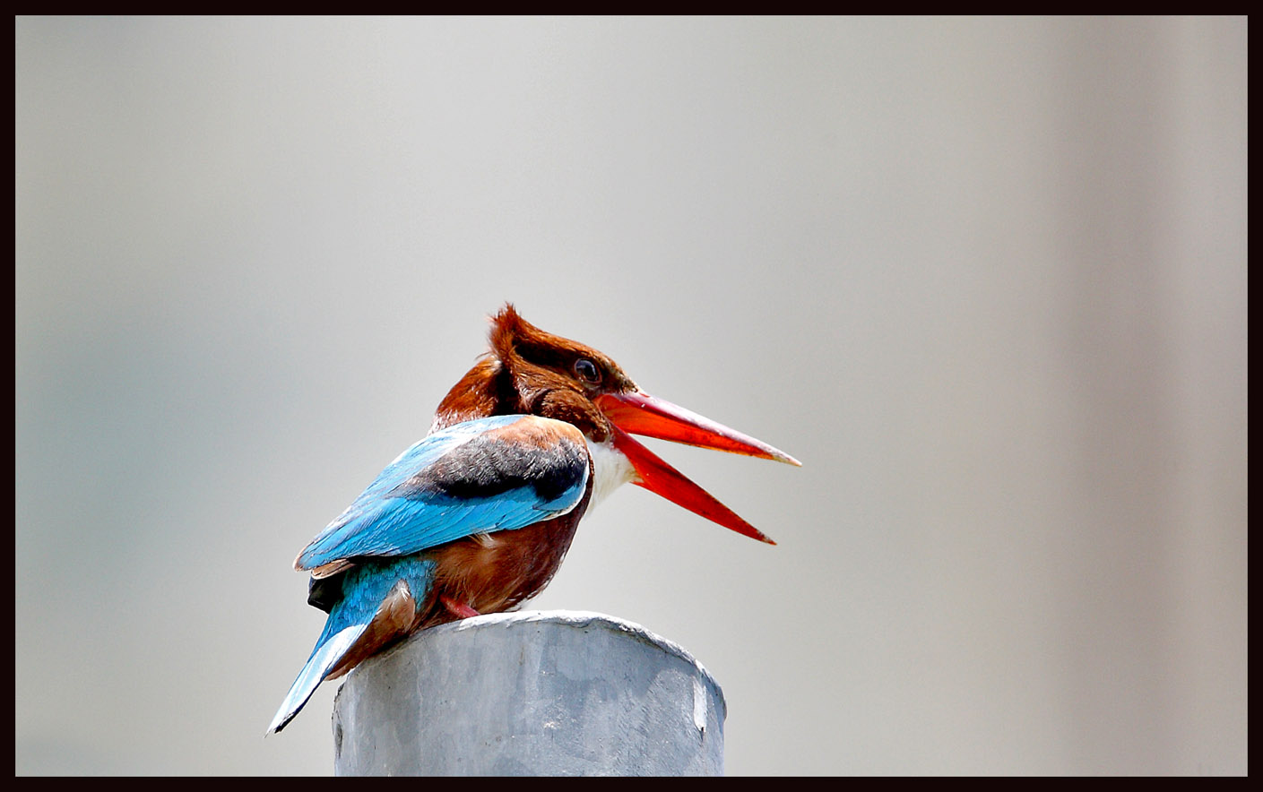 White-breasted kingfisher 6.jpg