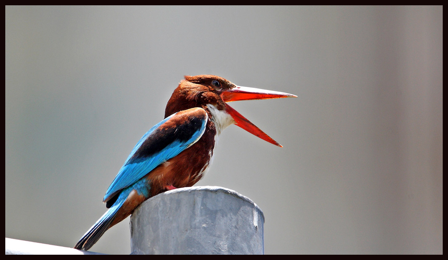 White-breasted kingfisher 7.jpg