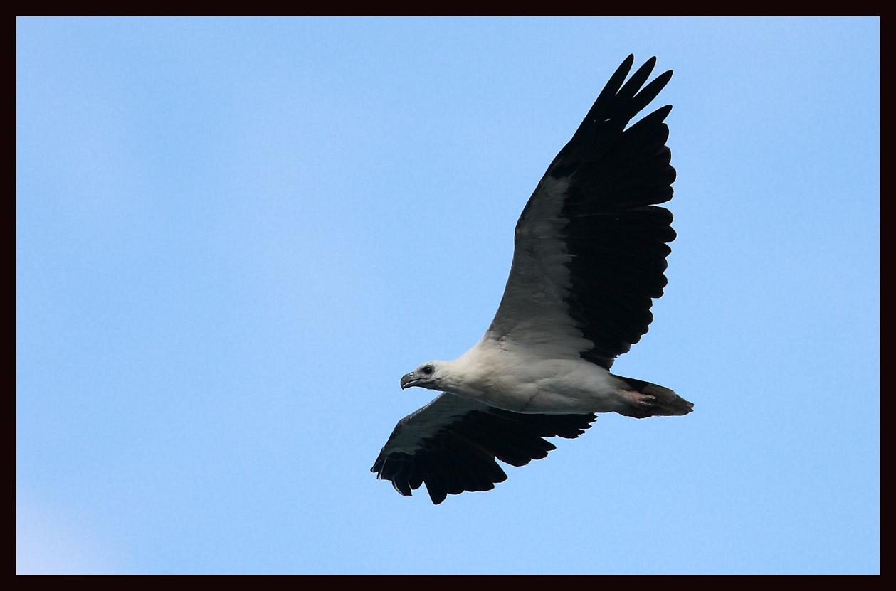 White-bellied sea eagle.jpg