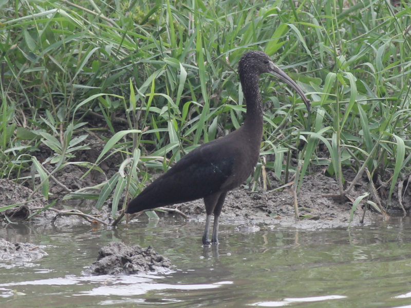 00762 Black-headed Ibis 200426.JPG