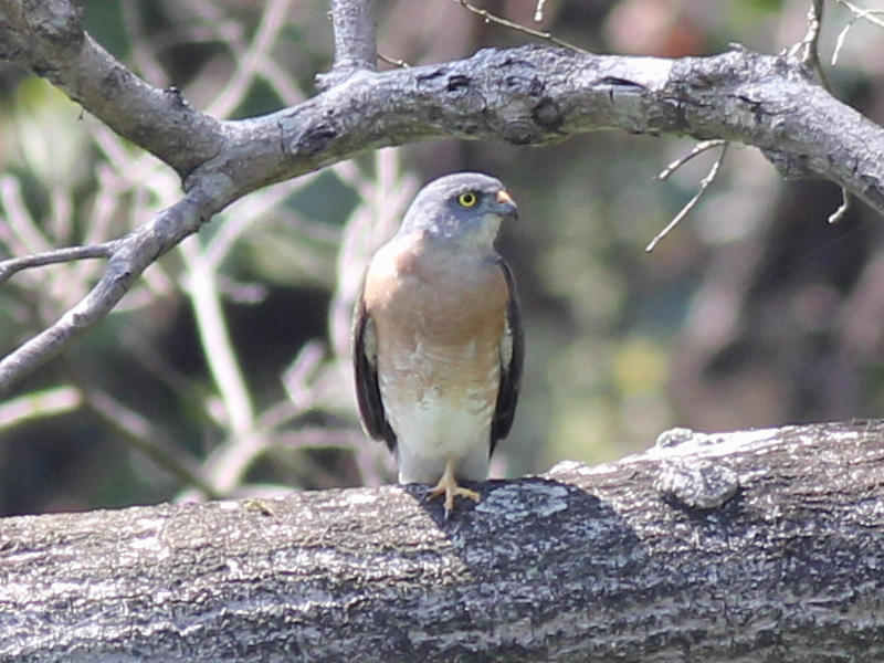 Chinese Sparrowhawk 2.jpg