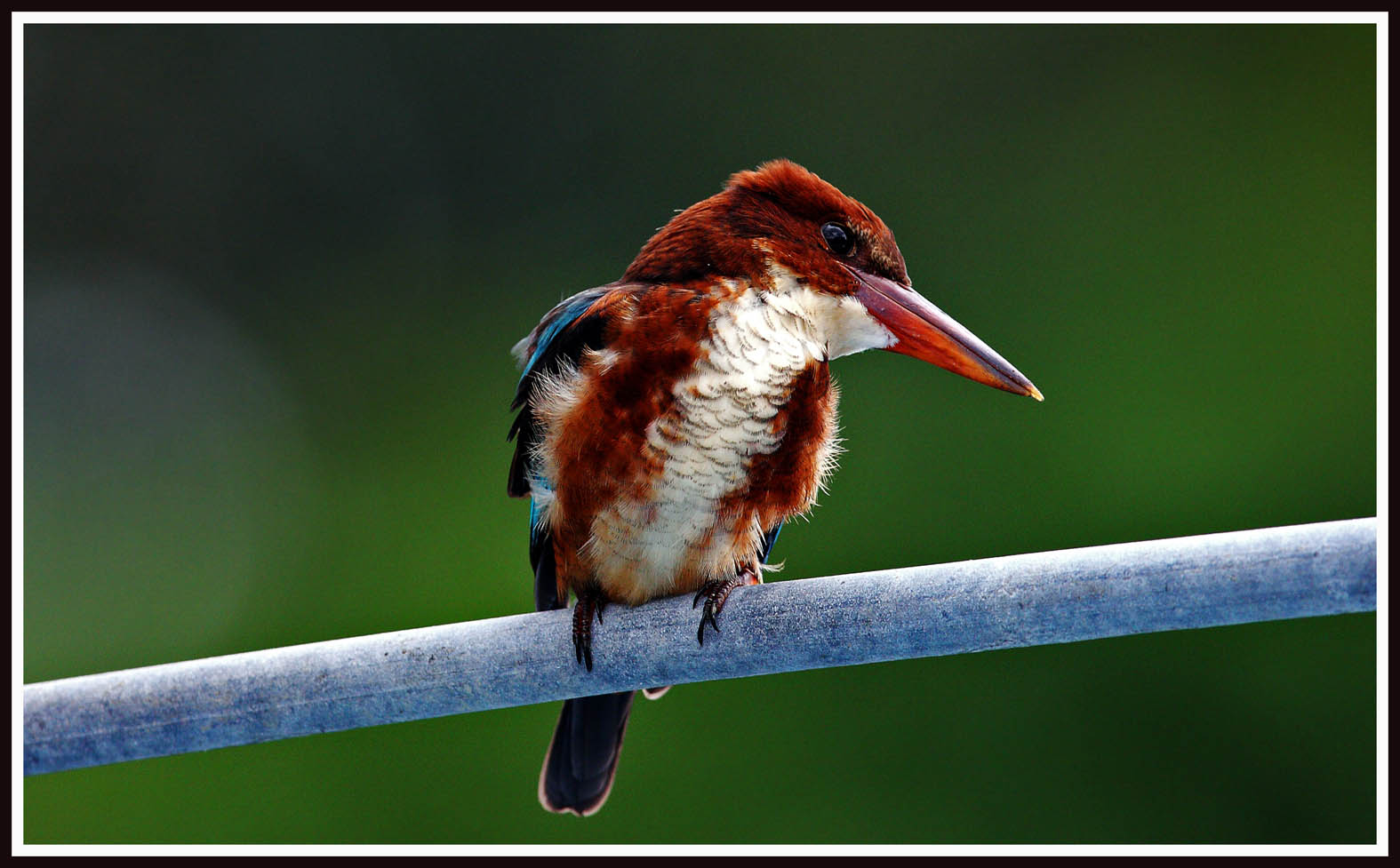 white-breasted kingfisher 3.jpg