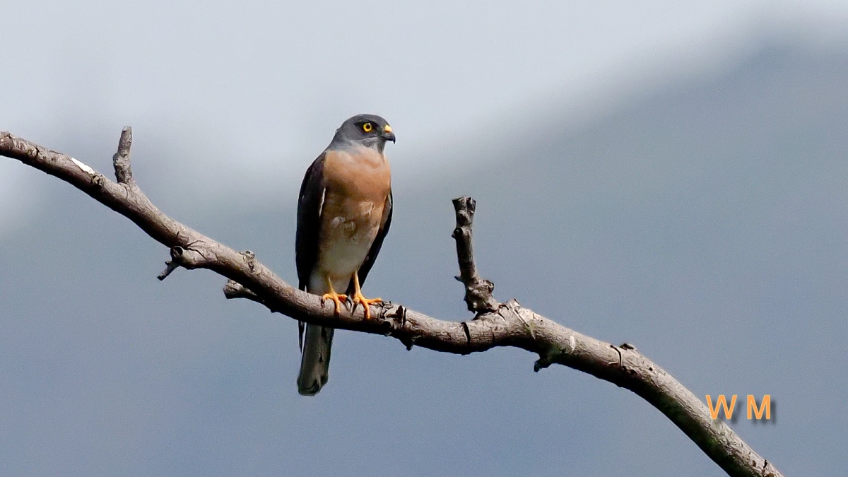 ChineseGoshawk1.jpg