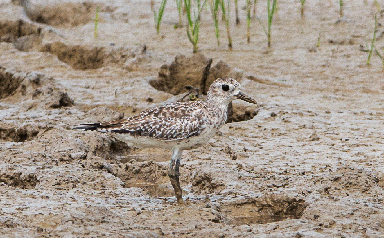 Pacific-Golden-Plover-Pluvialis-fulva-(3).gif