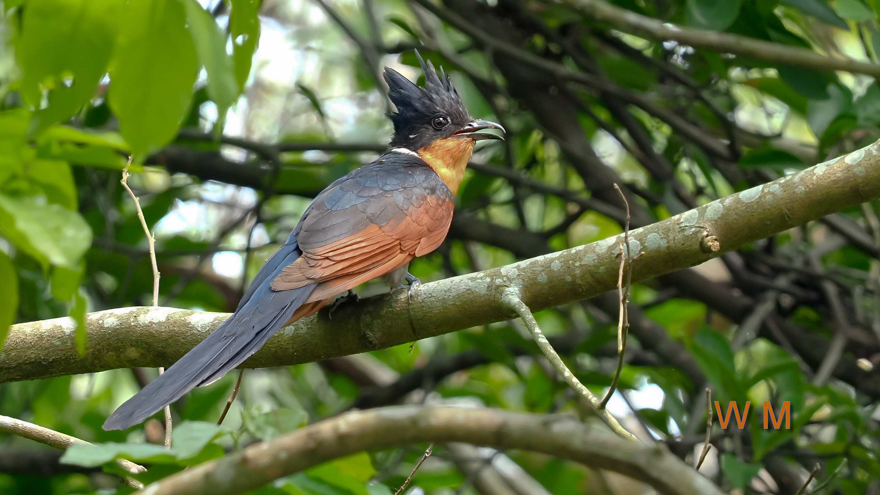 Chestnut-winged Cuckoo.jpg