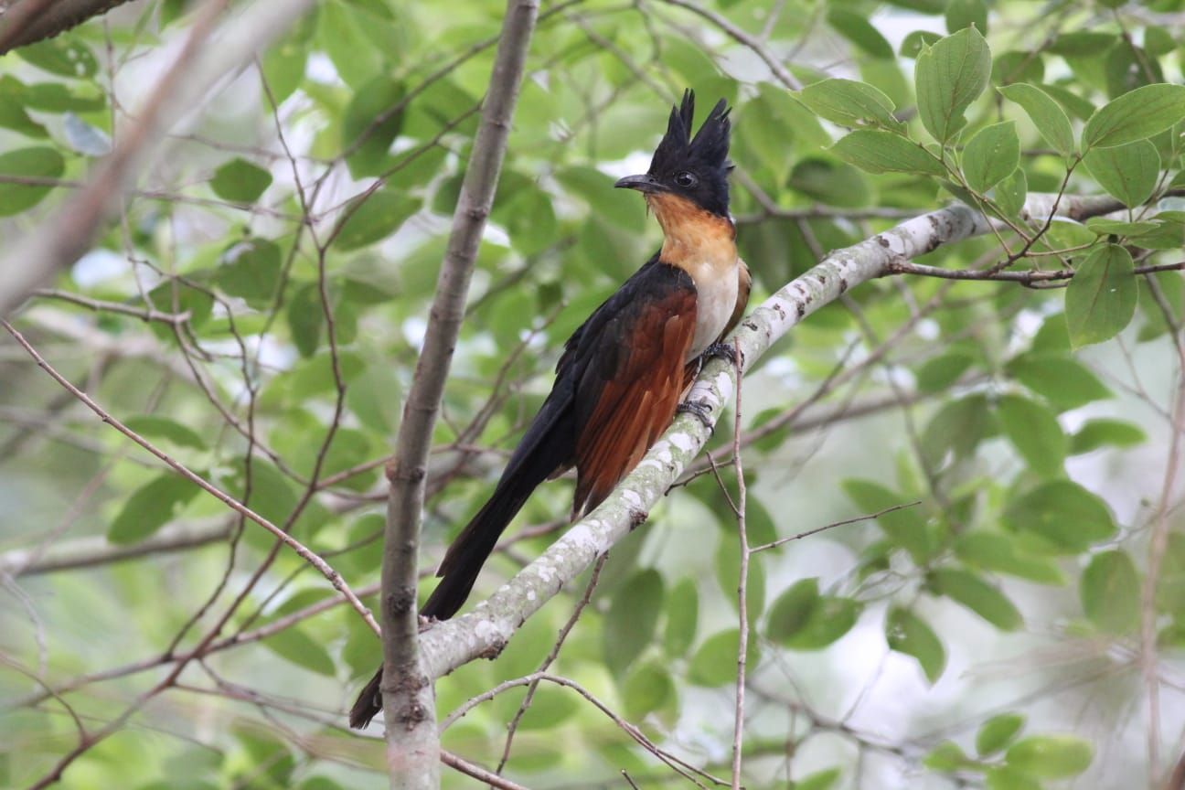 Chestnut winged cuckoo.jpg