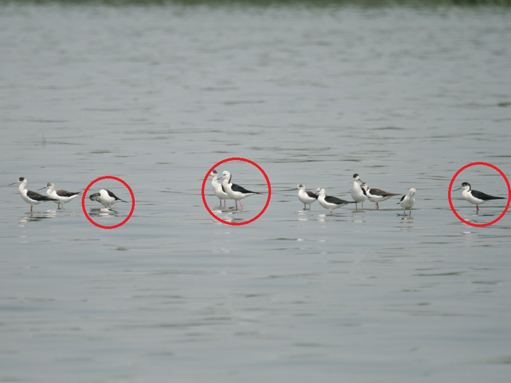 Pied Stilt.JPG