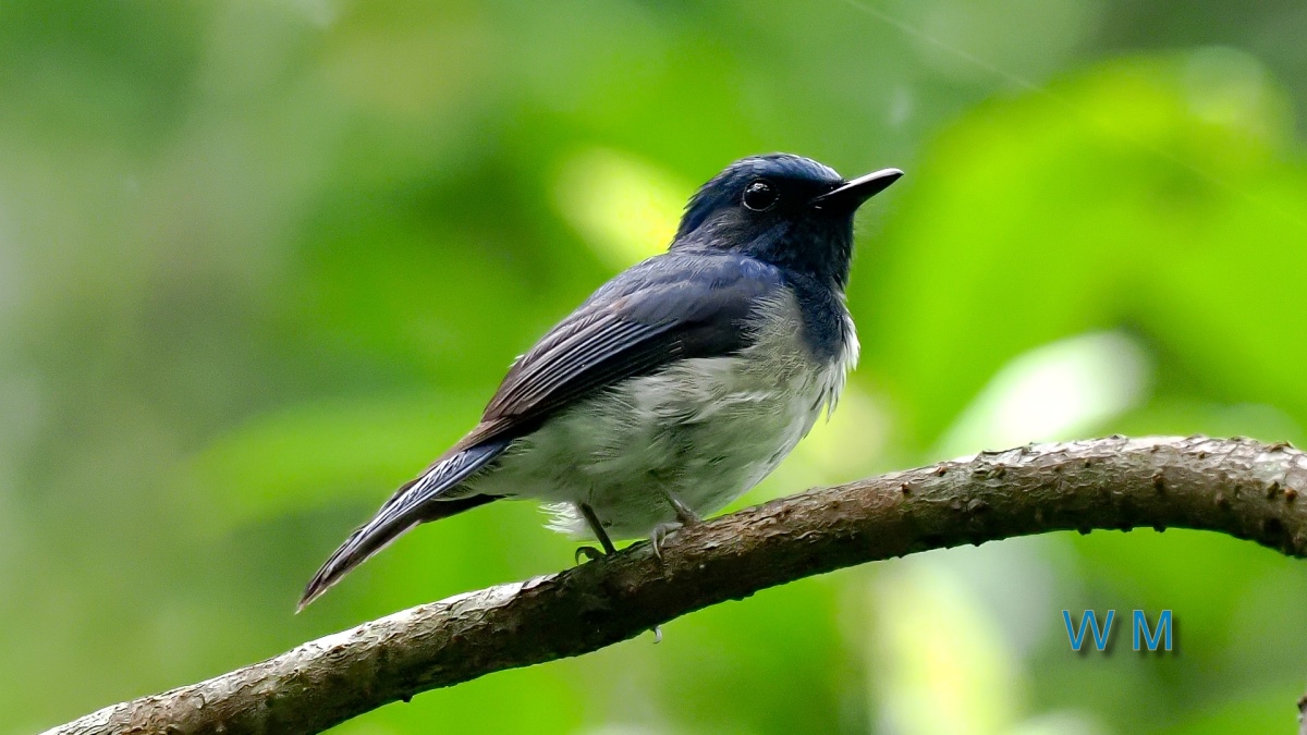 HainanBlueFlycatcher1.jpg