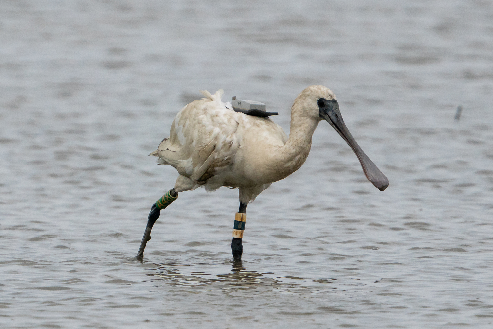 Black-faced Spoonbill GPS.jpg