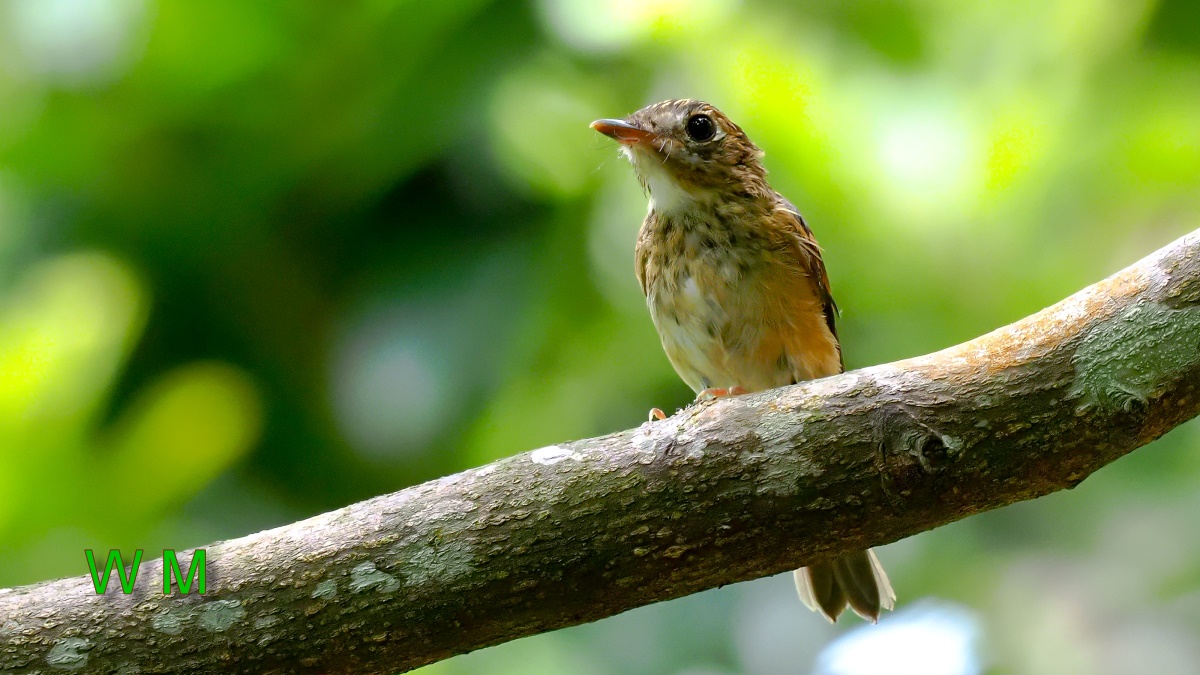 BrownBreastedFlycatcher02.jpg