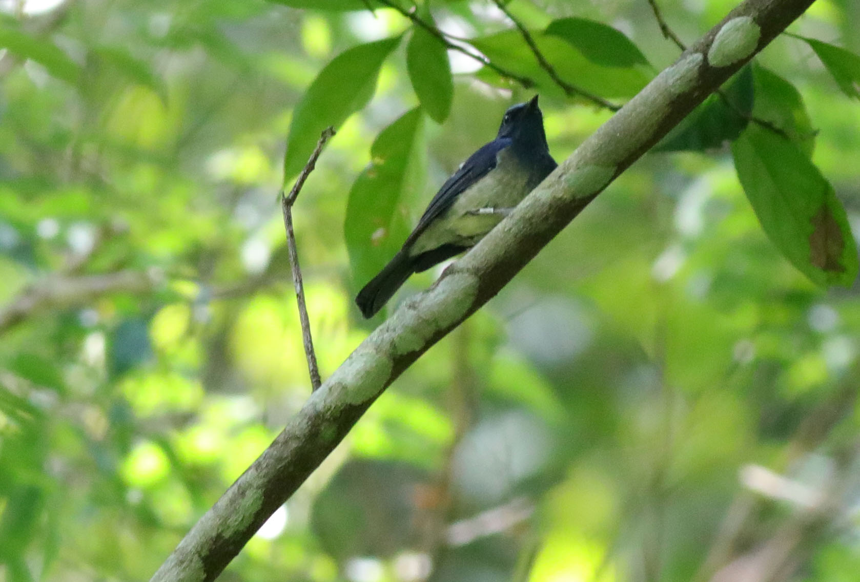 Hainan Blue Flycatcher (m) 5.JPG