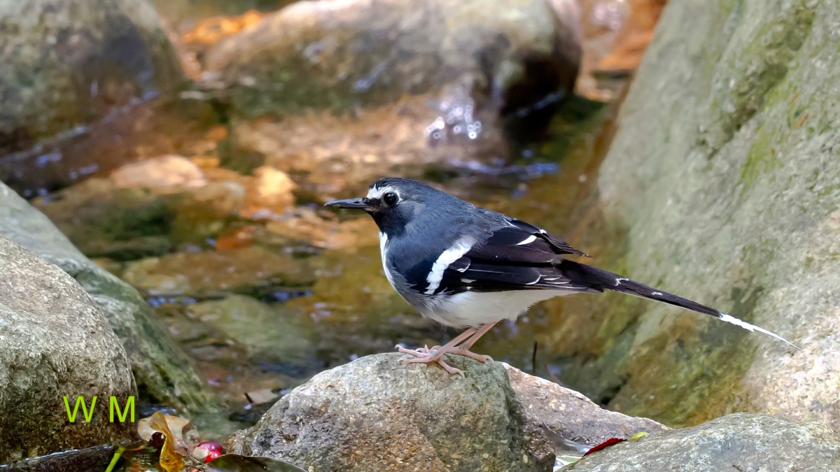 SlatyBackedForktail1.jpg