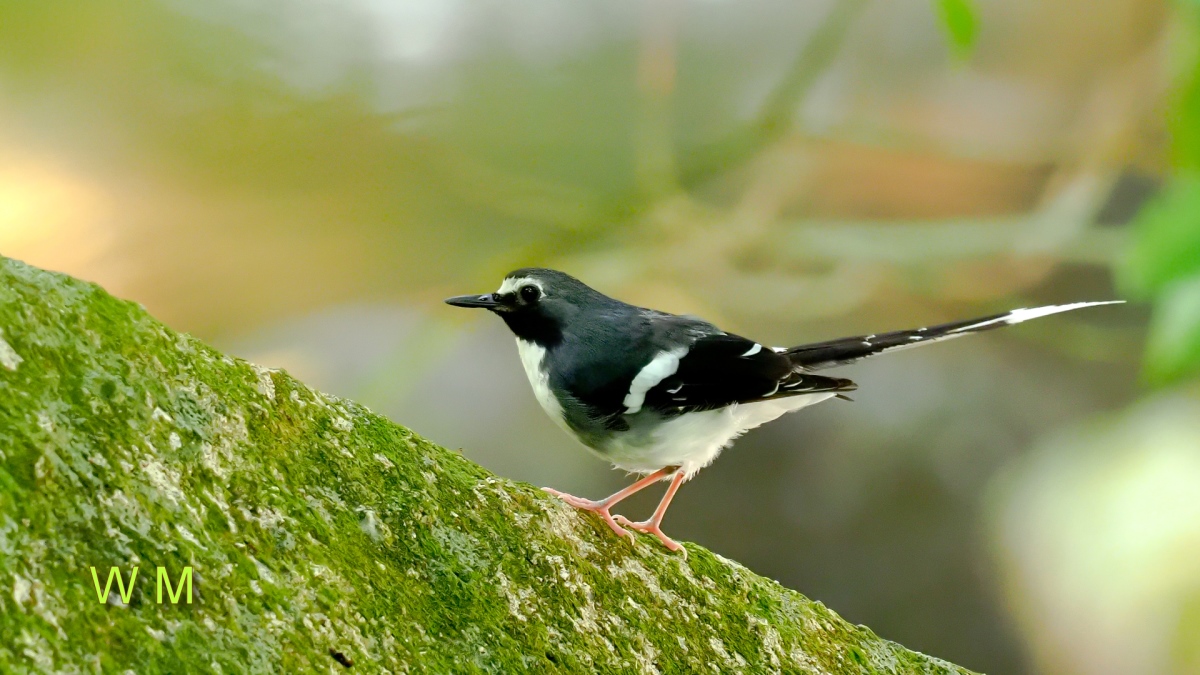 SlatyBackedForktail2.jpg