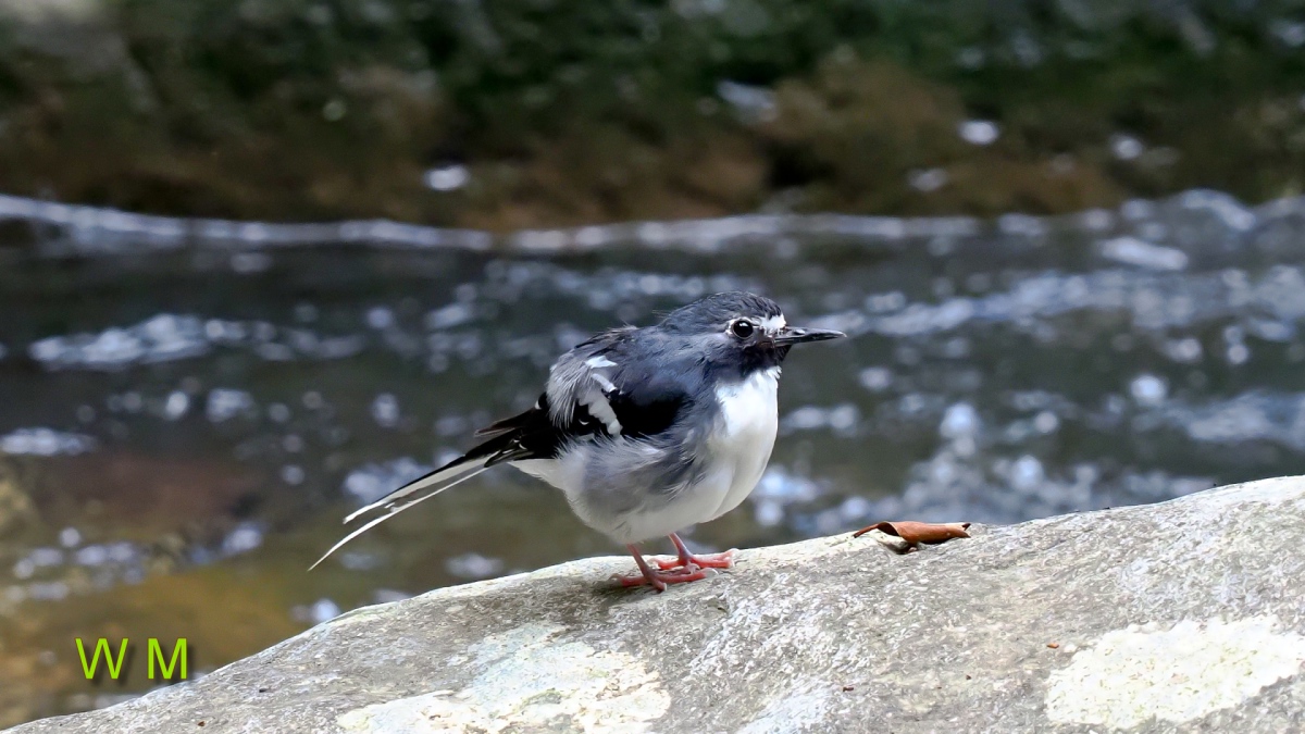 SlatyBackedForktail3.jpg